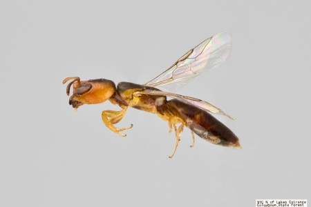 [Euryglossina leyburnensis male (lateral/side view) thumbnail]